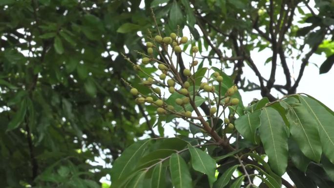 龙眼 桂圆 植株外形 果实