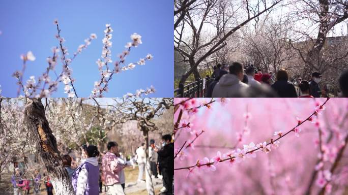 踏春游玩赏花自拍桃花美景人流涌动