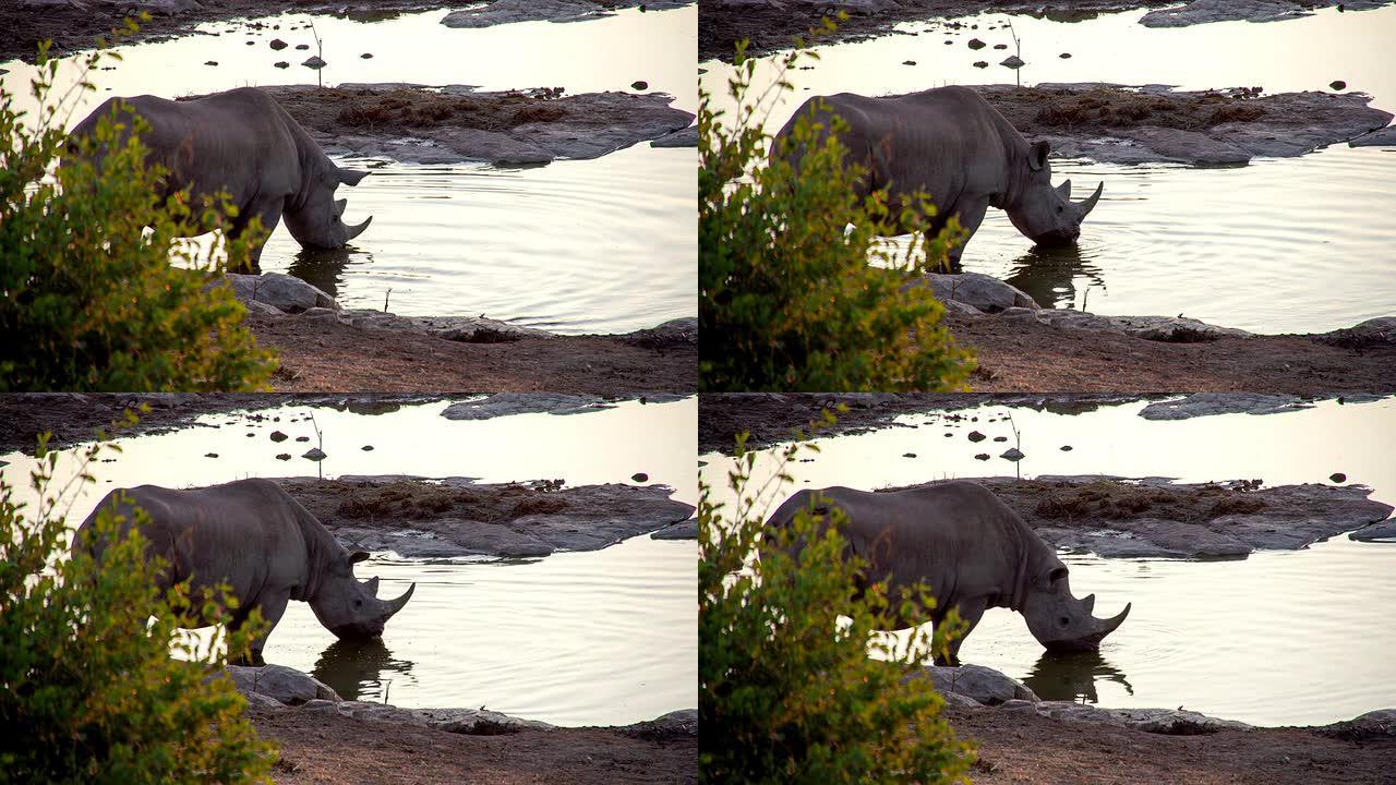LS犀牛从水坑中饮用
