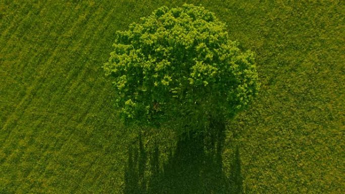 草地中间的空中树一棵树绿色航拍大树