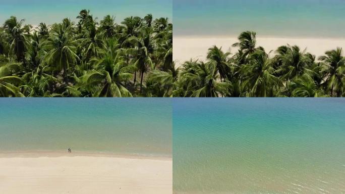 揭示热带棕榈树树林旁的沙滩