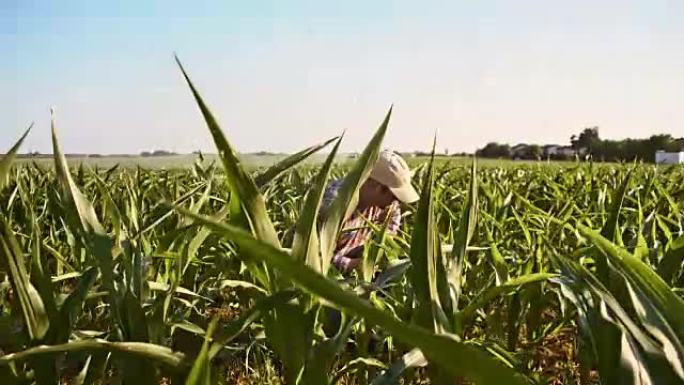 农民在玉米地里工作