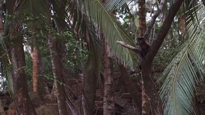 Capuchin monkey climbing to te top分支机构。热带雨林