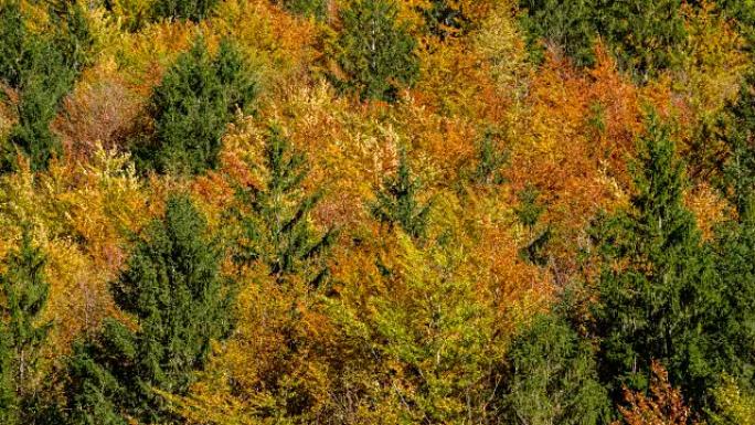 秋天五颜六色树的自然主题背景