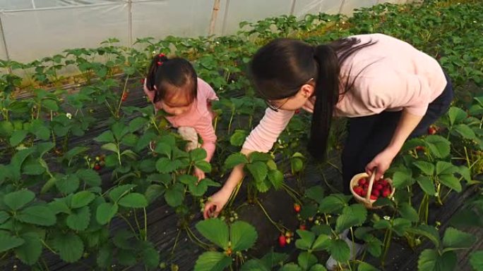 亚洲小女孩和妈妈在农场采摘草莓