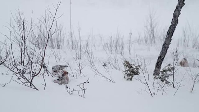 SLO MO雪橇狗小狗在雪地里涉水