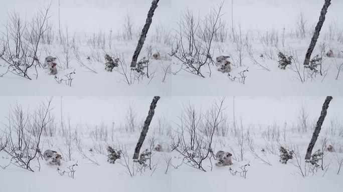 SLO MO雪橇狗小狗在雪地里涉水