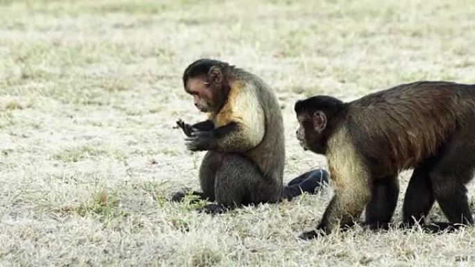 卷尾猴在它们的自然环境中