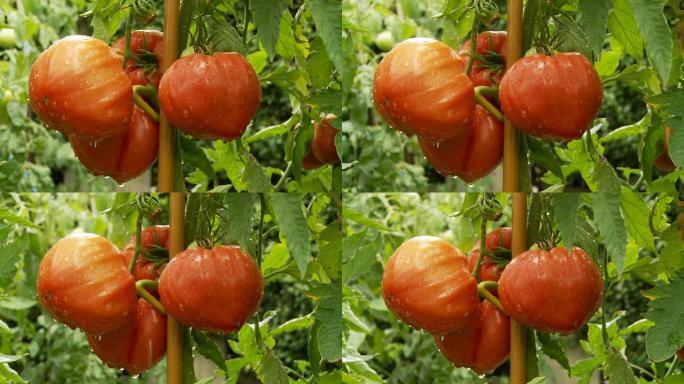 高清娃娃：花园里的西红柿