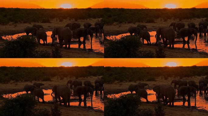 LS大象在日落时从水坑喝水