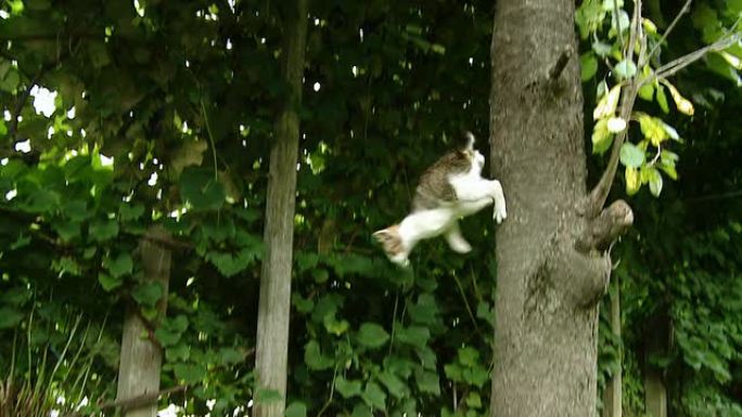 高清慢速运动：树上的猫