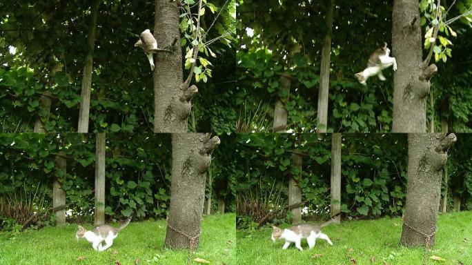 高清慢速运动：树上的猫