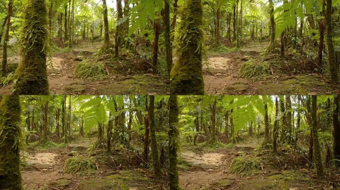 DS热带雨林无人空镜苔藓植被阴凉凉爽