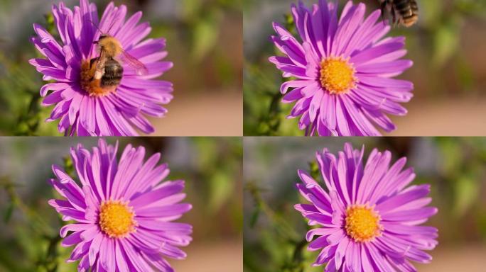 慢动作：蜜蜂从花朵中飞出