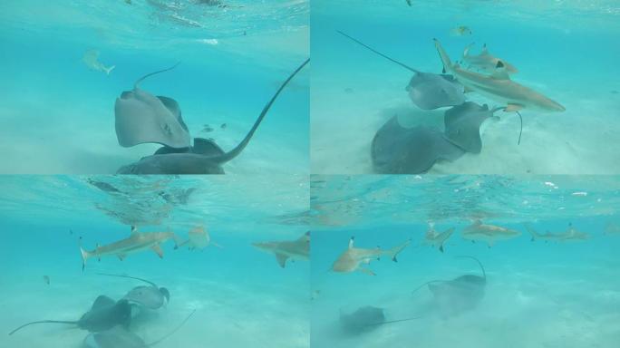 水下: 黑鳍鲨和黄貂鱼在美丽的异国海洋中游动。