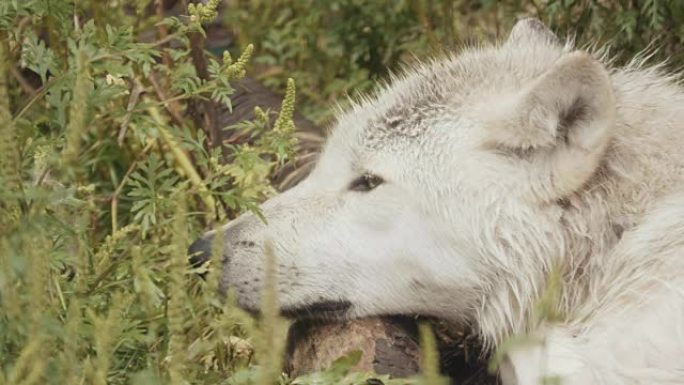 4k电影包野狼。动物园野生动物保护生物多
