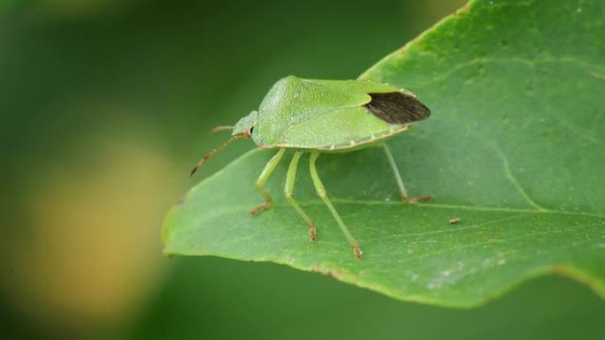 绿盾虫绿盾虫臭虫
