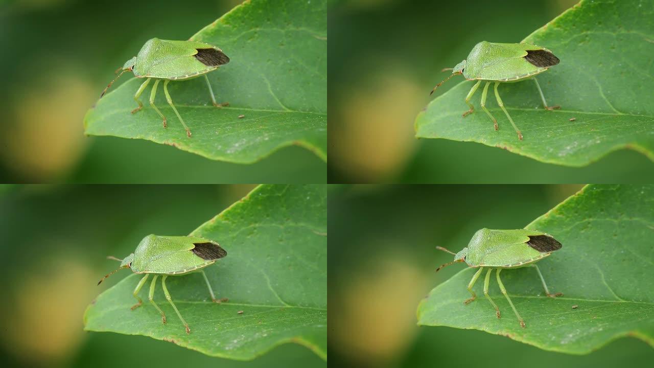 绿盾虫绿盾虫臭虫