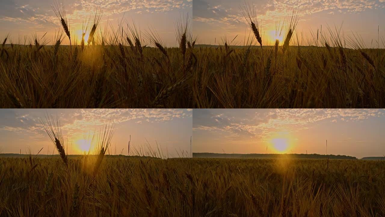 日落时的CS金小麦