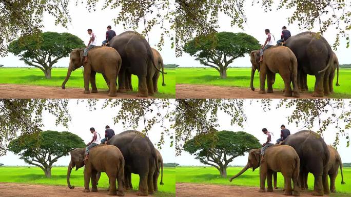 泰国素林省大象村乡村的早晨大象