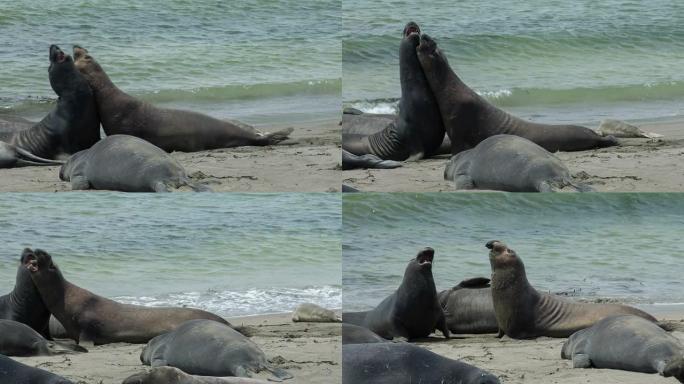 两只海象在打架海滩动物嬉戏