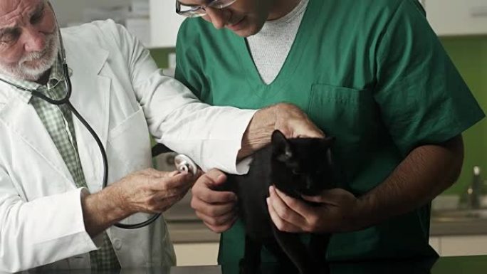 兽医诊所的黑家猫猫咪生病小猫看病外国猫猫