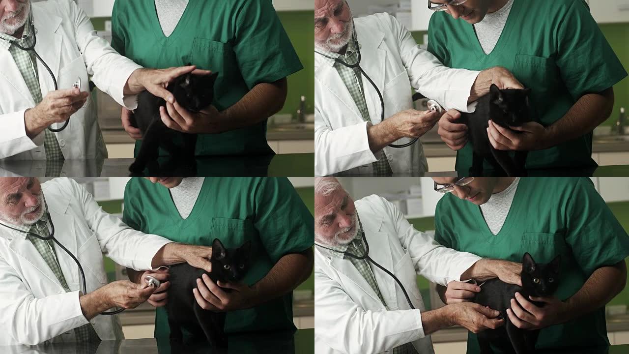 兽医诊所的黑家猫猫咪生病小猫看病外国猫猫