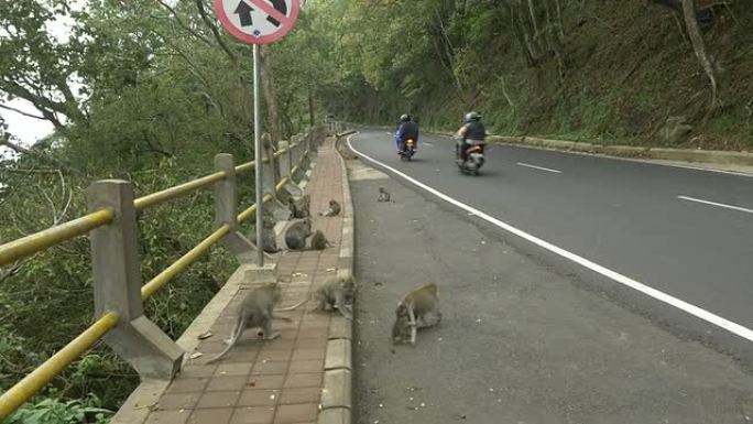 WS路边的猴子猴子野生公路