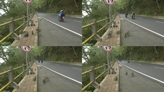 WS路边的猴子猴子野生公路