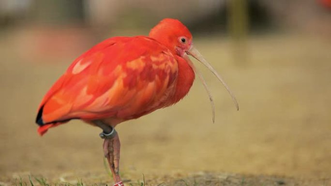 ibis公司野生动物保护生物生态飞翔飞鸟