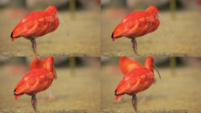 ibis公司野生动物保护生物生态飞翔飞鸟
