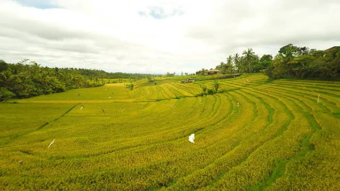 AERIAL巴厘岛稻田