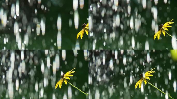 高清慢速运动：水滴落在花朵上