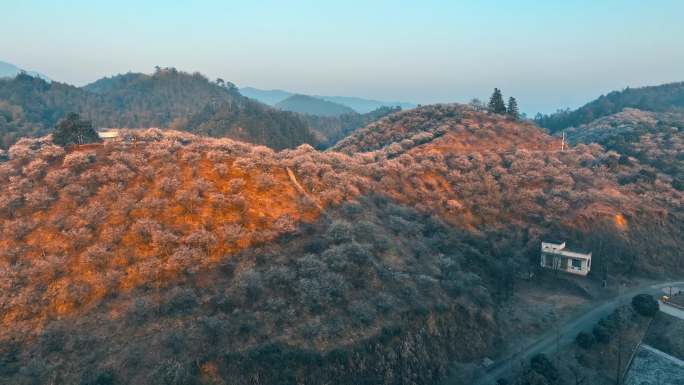 春天湖州梅园杭垓梅园梅花