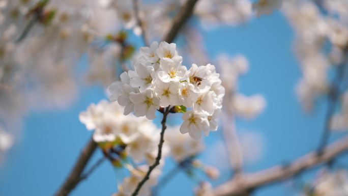 4K 樱花 染井吉野樱