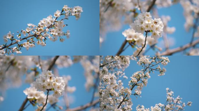 4K 樱花 染井吉野樱