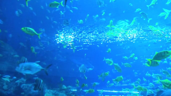 海洋馆 水下生物 海底世界