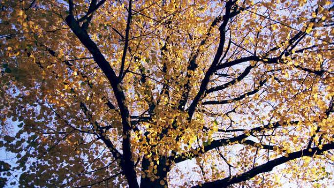 秋天的树金色树叶秋天景色