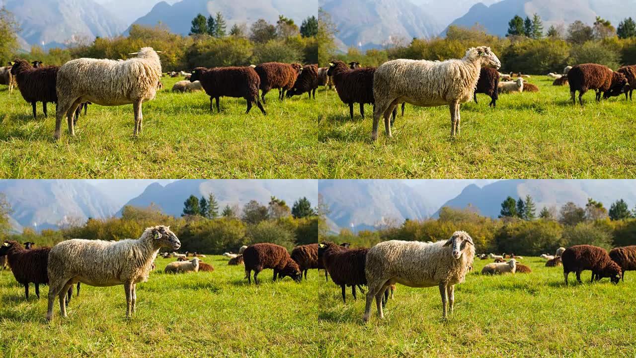 绵羊在牧场上放牧和休息，背景是山