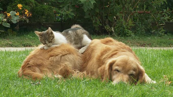 HD：小狗和小猫在草地上休息