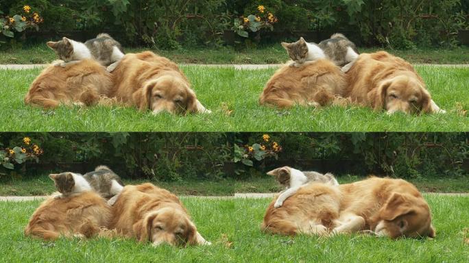 HD：小狗和小猫在草地上休息