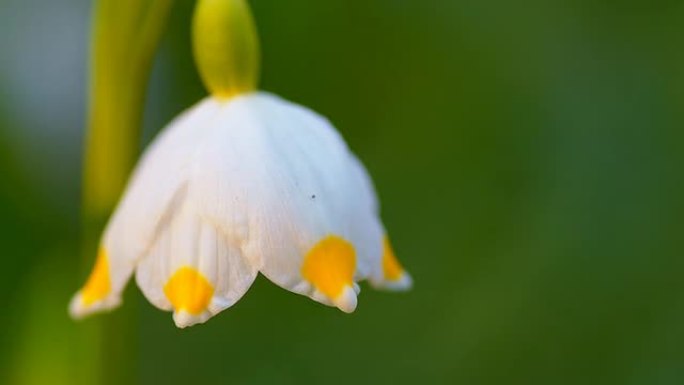 雪花莲特写