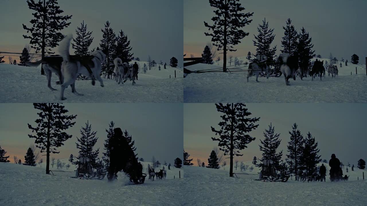 SLO MO雪橇犬在黎明时在雪地上奔跑