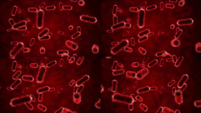 显微镜下的细菌红色