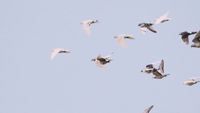 4K高速摄影横向飞翔的鸽子信鸽赛鸽和平鸽