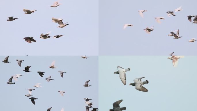 4K高速摄影横向飞翔的鸽子信鸽赛鸽和平鸽