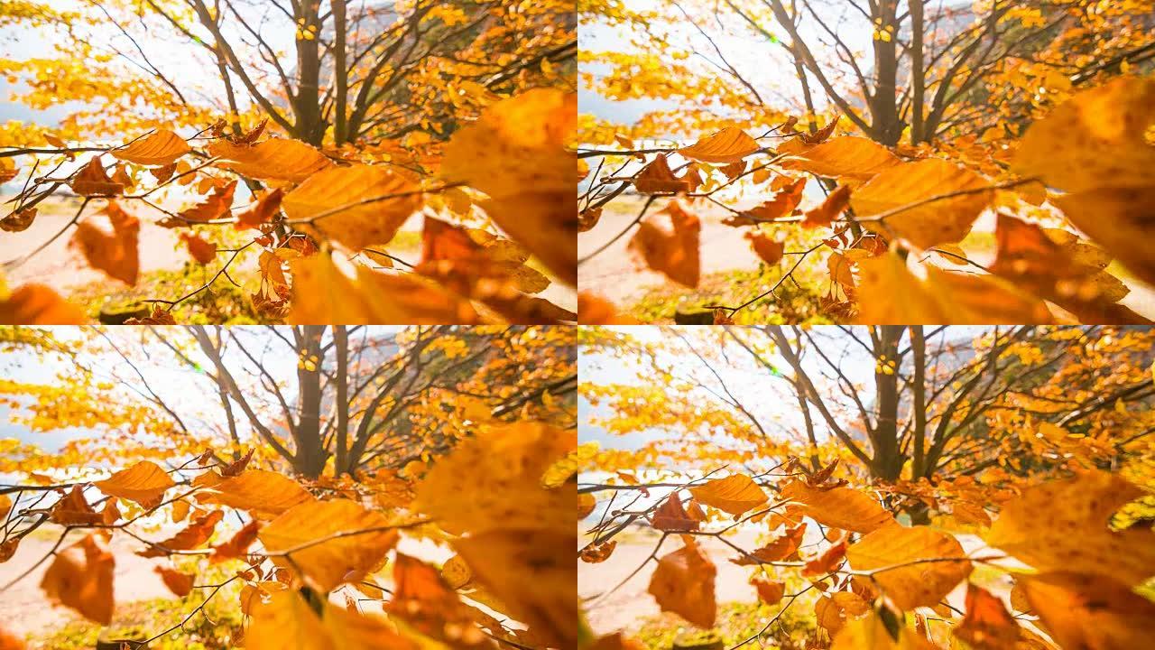 树枝上有五颜六色的叶子在秋天的风中跳舞