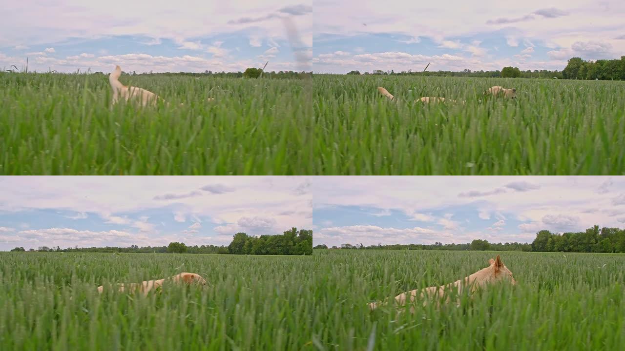 SLO MO狗在绿色大麦耳朵中奔跑