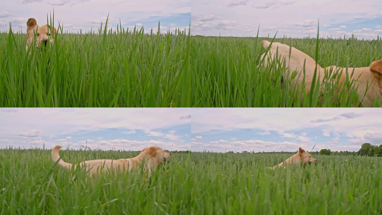 狗在绿色的大麦田里奔跑
