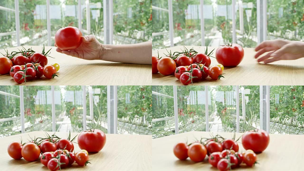 DS R/F园丁做西红柿的质量控制